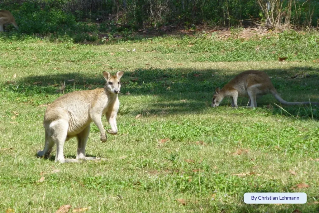 Two kangaroos grazing on grassy dunes beside Mission Beach with rainforest backdrop, Cassowary Coast, Queensland, Australia