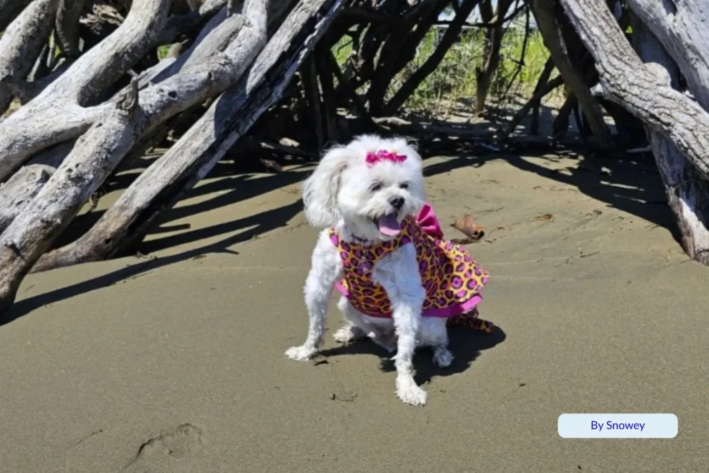White Maltese dog in a pink leopard dog dress harness sitting beneath driftwood branches on Nudgee Beach, Brisbane, Queensland.